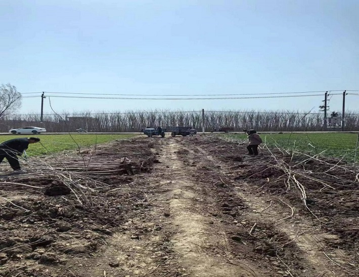 ��ˮ��Ҧ�������;�������Ϊ������������